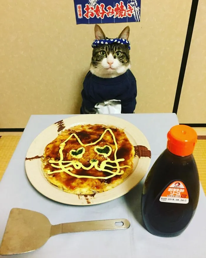Este gato chef cena cada noche con su dueña vistiendo un disfraz distinto