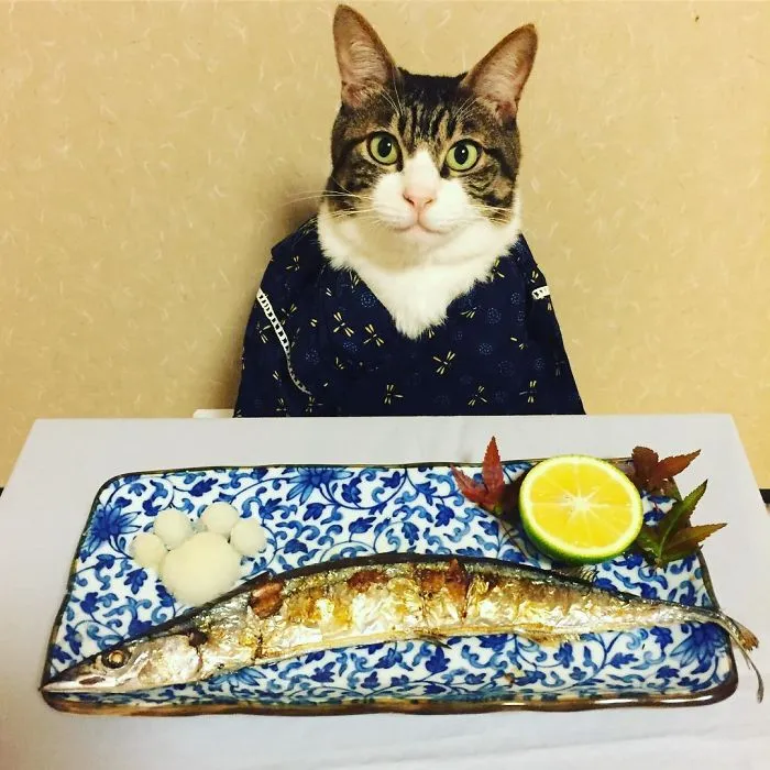 Este gato chef cena cada noche con su dueña vistiendo un disfraz distinto