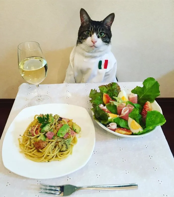 Este gato chef cena cada noche con su dueña vistiendo un disfraz distinto