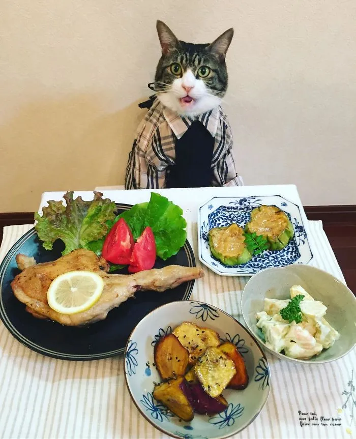 Este gato chef cena cada noche con su dueña vistiendo un disfraz distinto
