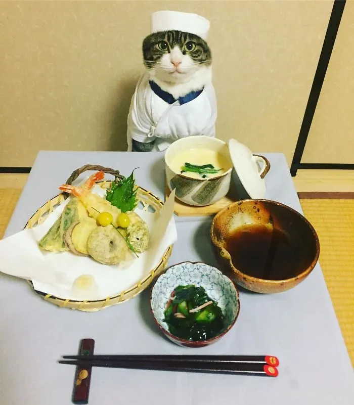 Este gato chef cena cada noche con su dueña vistiendo un disfraz distinto