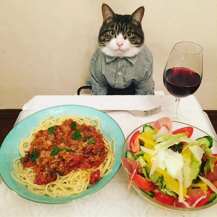 Este gato chef cena cada noche con su dueña vistiendo un disfraz distinto