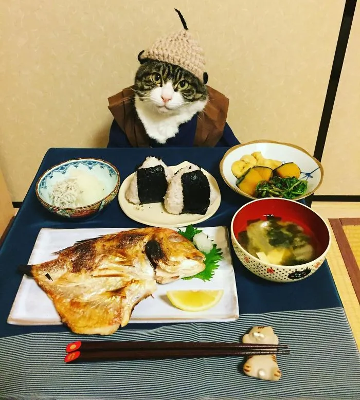 Cosplaying Cat Chef Dines With His Mom Every Night In Different Outfit