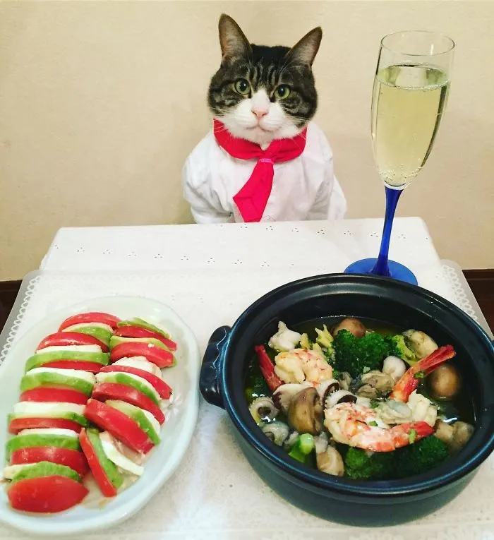 Este gato chef cena cada noche con su dueña vistiendo un disfraz distinto
