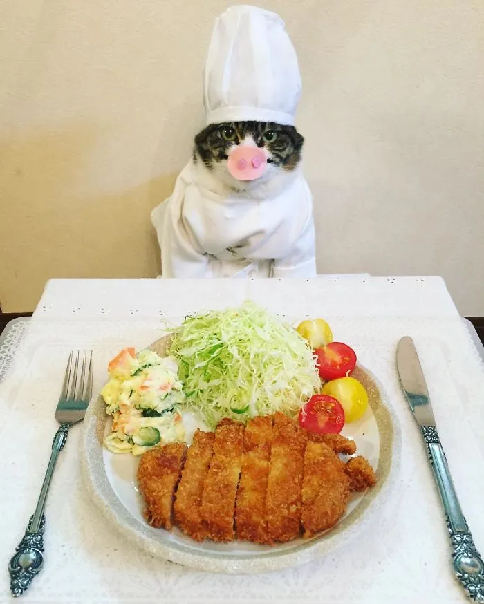 Este gato chef cena cada noche con su dueña vistiendo un disfraz distinto