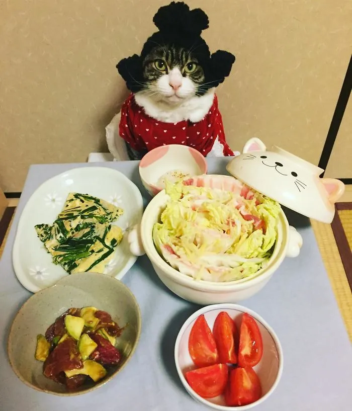 Este gato chef cena cada noche con su dueña vistiendo un disfraz distinto
