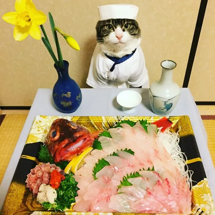 Cosplaying Cat Chef Dines With His Mom Every Night In Different Outfit