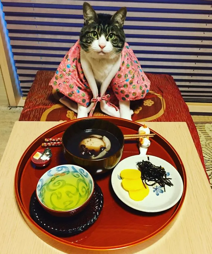 Cosplaying Cat Chef Dines With His Mom Every Night In Different Outfit