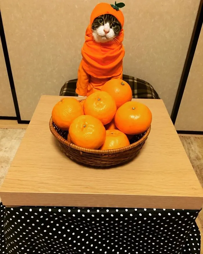Este gato chef cena cada noche con su dueña vistiendo un disfraz distinto