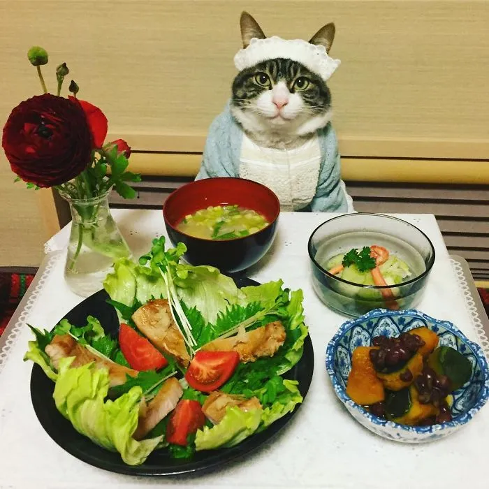 Cosplaying Cat Chef Dines With His Mom Every Night In Different Outfit