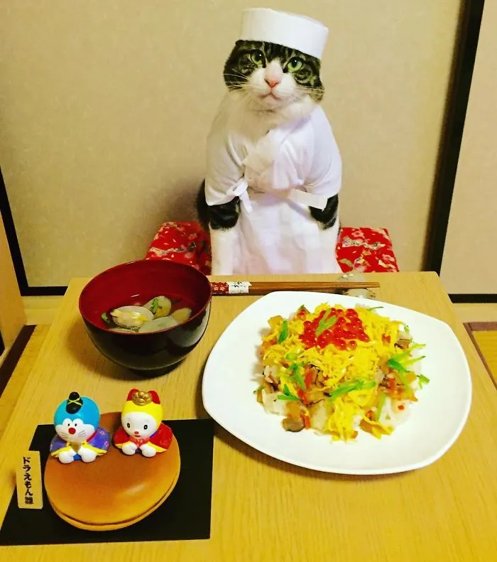 Este gato chef cena cada noche con su dueña vistiendo un disfraz distinto