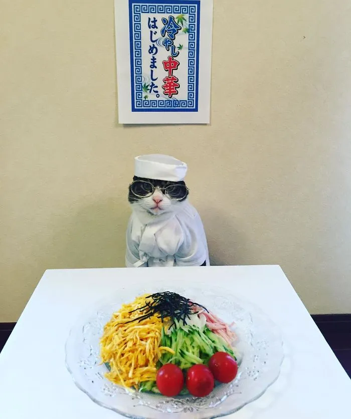 Cosplaying Cat Chef Dines With His Mom Every Night In Different Outfit