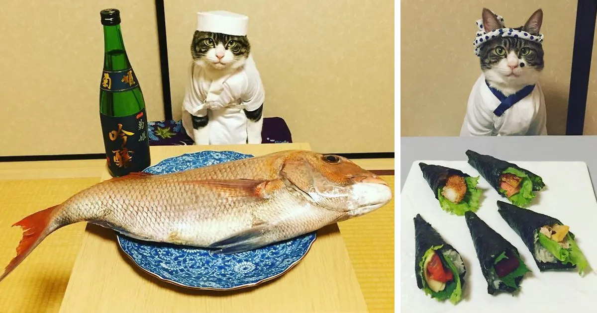 Este gato chef cena cada noche con su dueña vistiendo un disfraz distinto
