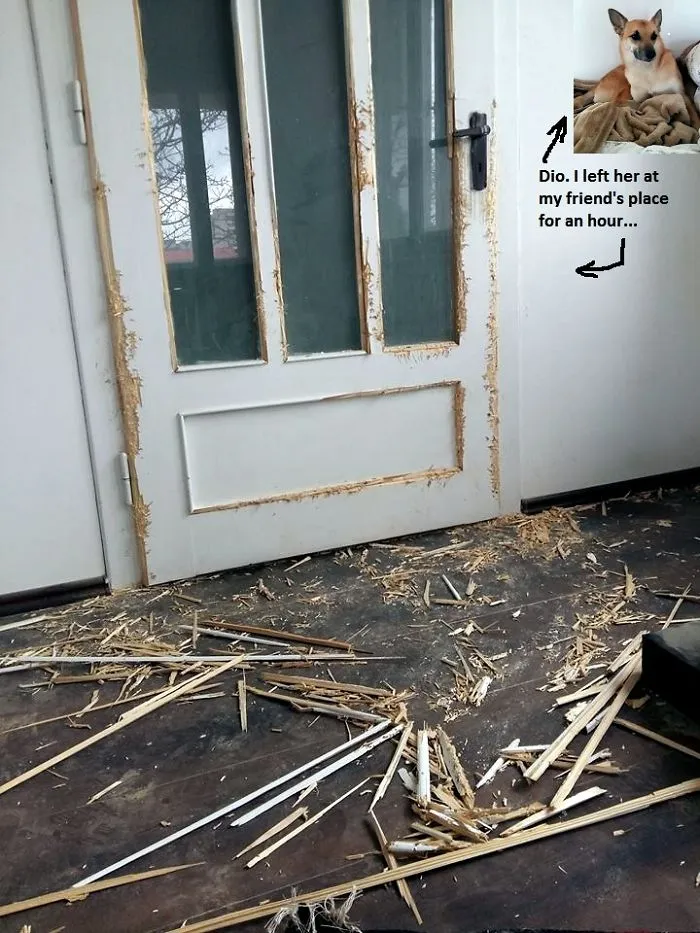 Qualified Woodworking: Claws & Teeth Inc.