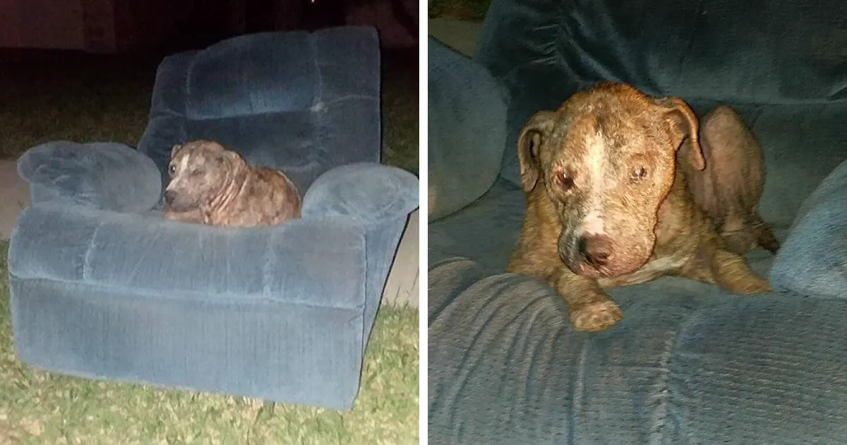 Abandoned Ex-Bait Dog Lived On An Old Armchair Waiting To Be Rescued