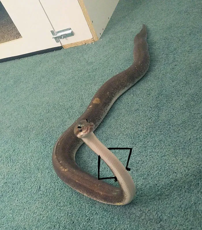 Arms And Eyebrows. Definitely Not A Snake