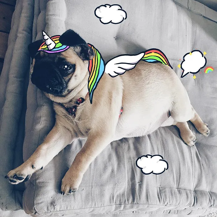 I'm A Unipug