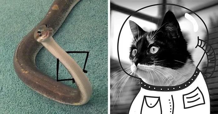 Doodle Your Pets To Take Them On New Adventures