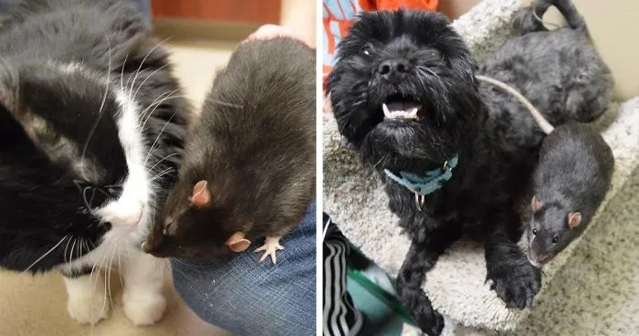 After This Cat, Dog, And Rat Were Left At A Shelter Together They Refuse To Be Separated