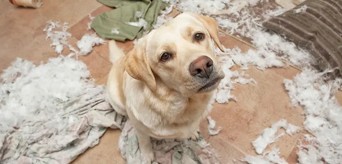 The Pillow Started It
