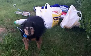 Sad Dog Found Abandoned In A Field With A Note On Her Neck