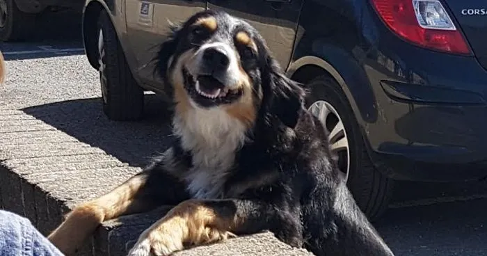 Every Day This Dog Comes To School To Get Hugs And Waits To Be Petted