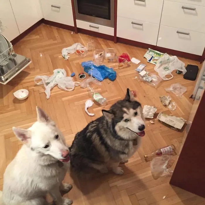 I'm A Dog And I Love Trash