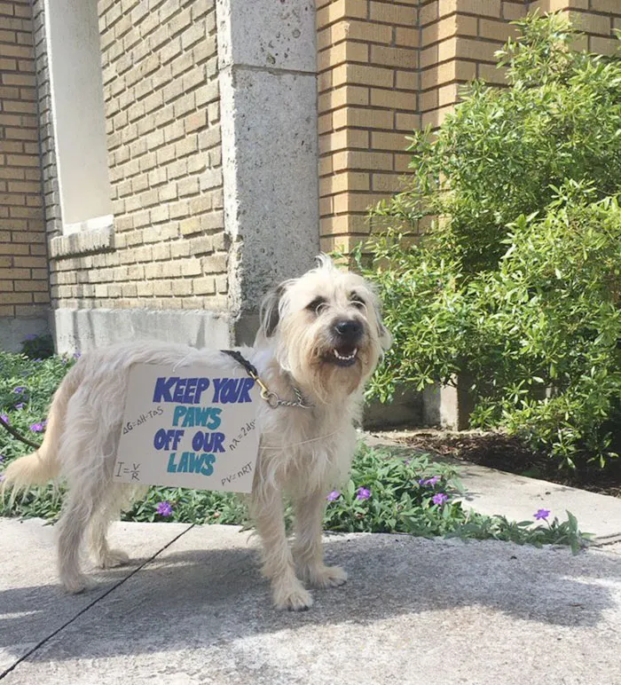 52 Dogs Who Marched For Science, And Totally Saved The World