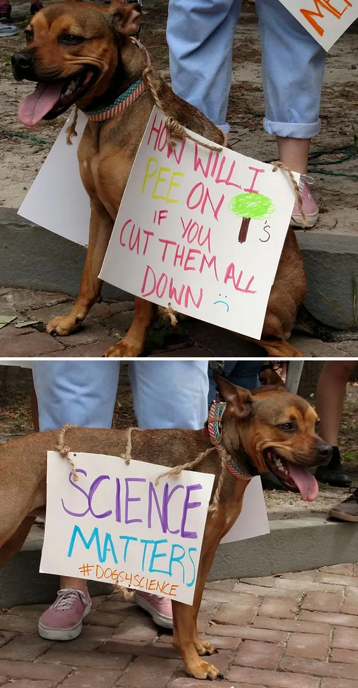 52 Dogs Who Marched For Science, And Totally Saved The World