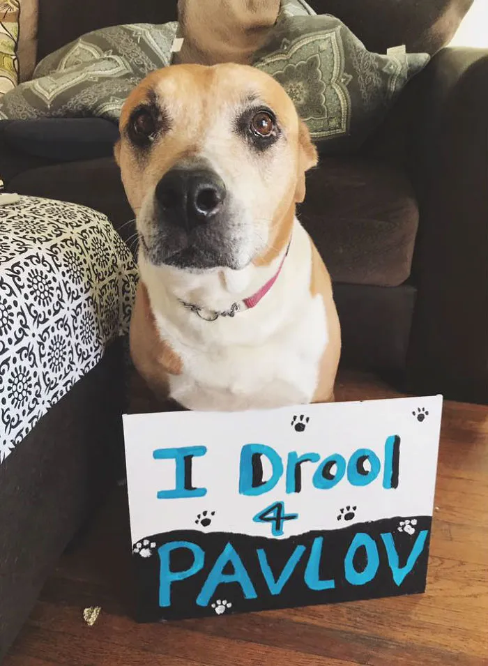 52 Dogs Who Marched For Science, And Totally Saved The World