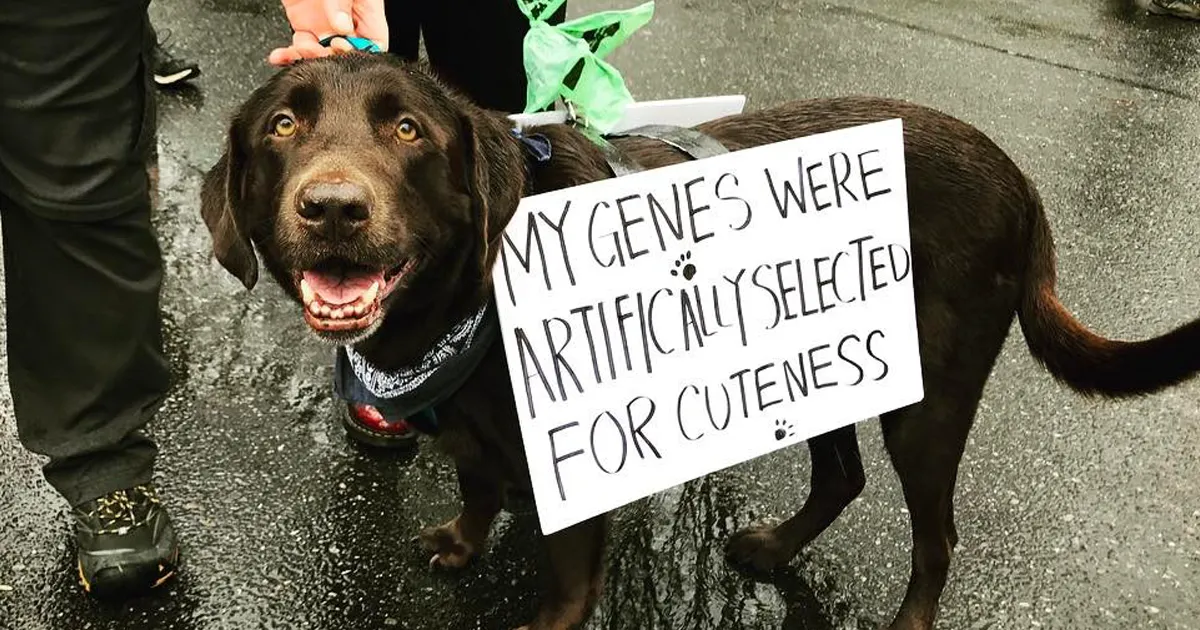 10+ Perros que marcharon por la ciencia para salvar el mundo