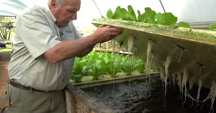 Revolutionary Farming Technique That Uses Fish