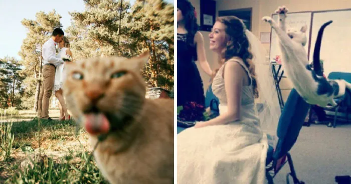 20 Gatos malvados que disfrutan haciendo photobomb en fotos ajenas