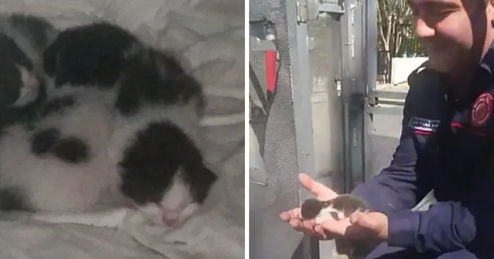 Rescued Kittens From Bird's Nest