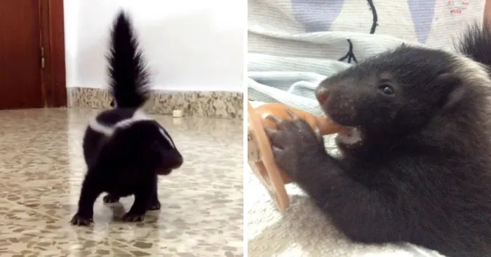 Tiny Baby Skunk Stomping For The First Time
