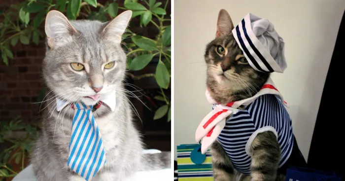 This Cat Enjoys Dressing Up!