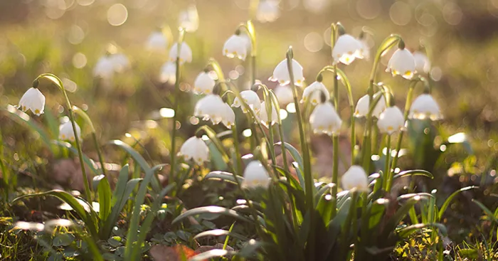 I've Photographed A Blooming "Carpet" In Our Village