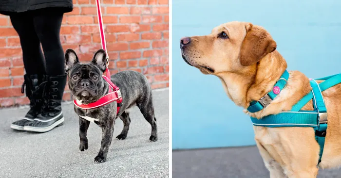 I Spent 3 Years Designing The Best Dog Walking Set Available