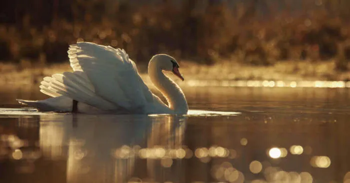 Swans By Photographer Jacob Cartein: One More Step To The Nature