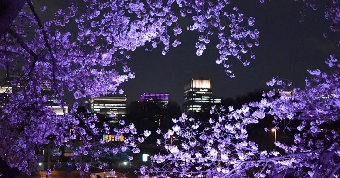 Japanese Cherry Blossoms In Tokyo