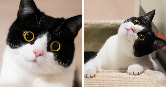 Meet Izzy, The Cat With The Most Expressive Face