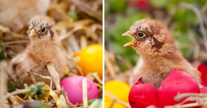 To Celebrate The Easter Season, I Photographed Beautiful Chicks