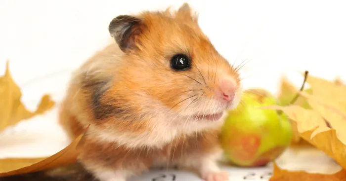 Why We Love Our Corporate Hamster
