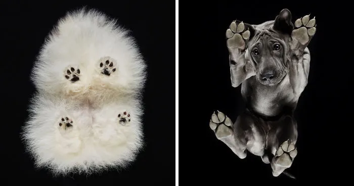 Under-Dogs: I Photograph Dogs From Underneath