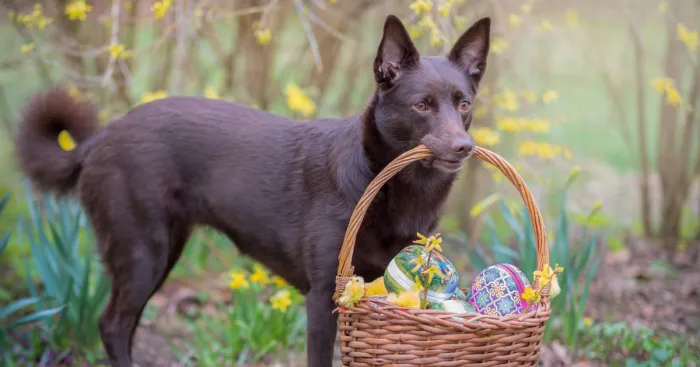 Easterphotos Kelpie Style!