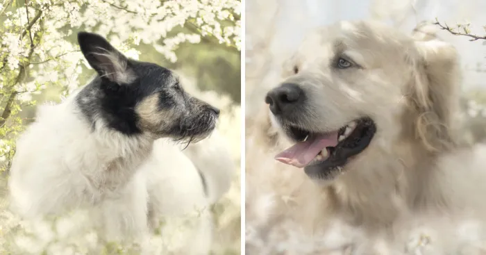 I Photographed Dogs Welcoming Spring