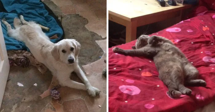 If My Pets Could Talk