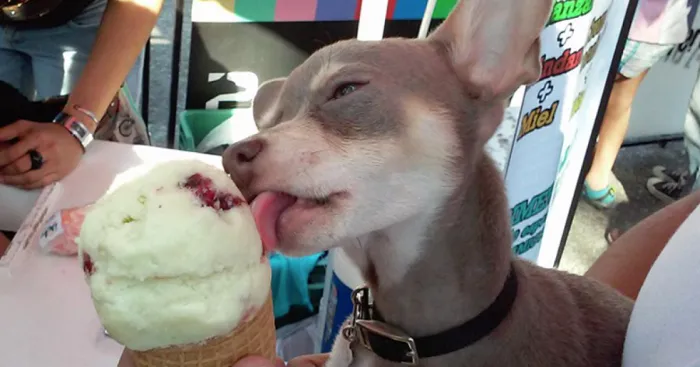 Ice Cream Parlor For Dogs Opens In Mexico