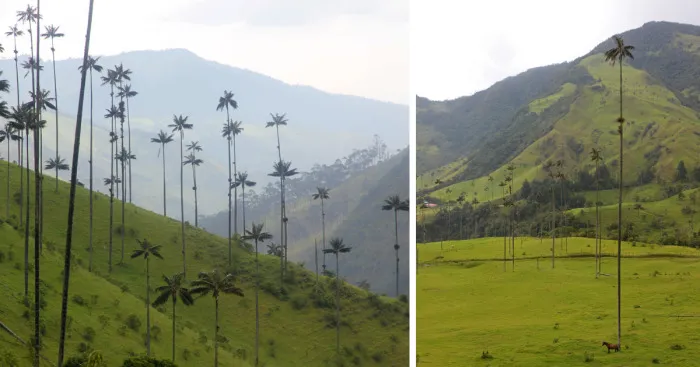I Went To Colombia And Found These Insanely Tall Palm Trees