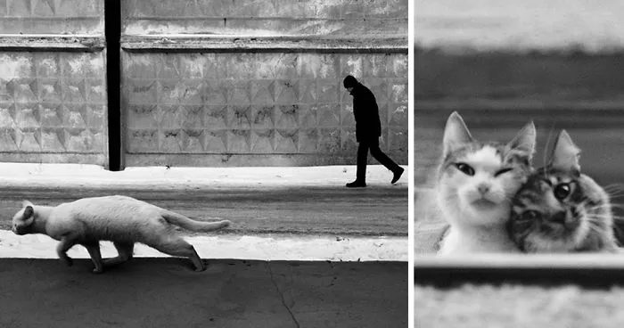 I Photograph The Secret World Of Stray Cats Of Kazakhstan